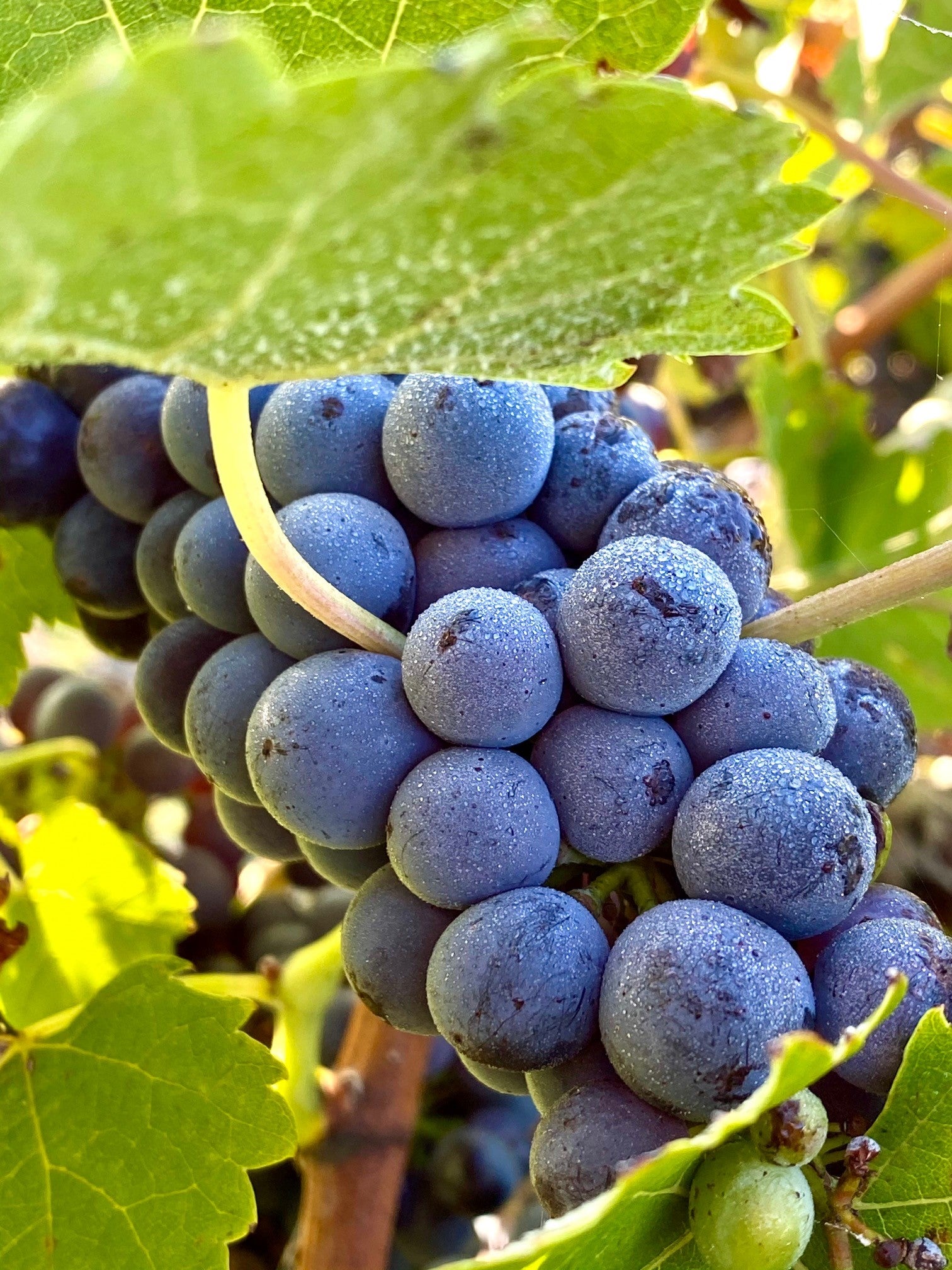 About Cathcart Ridge Estate Winery